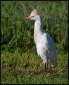 _6SB9786 cattle egret